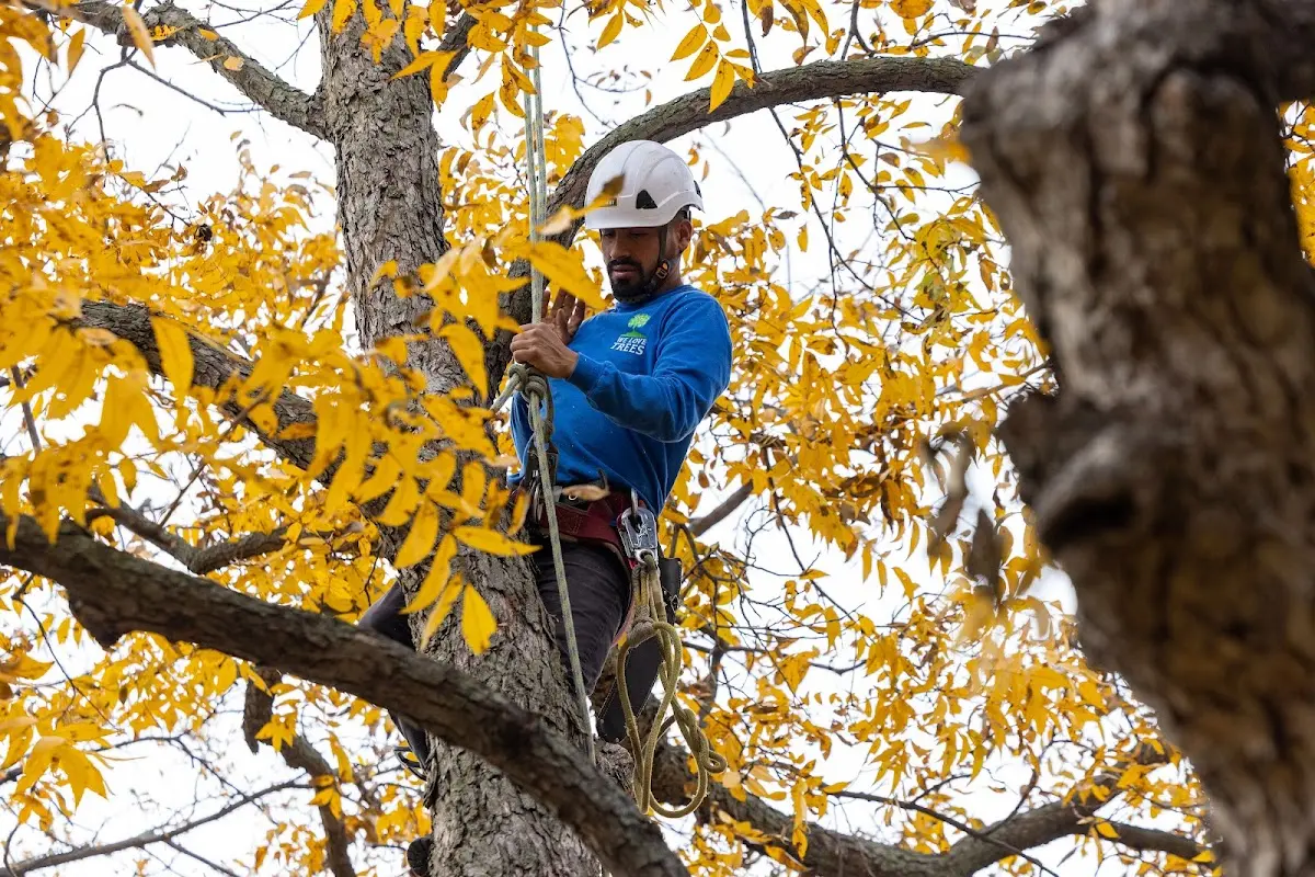 Skilled Tree Trimming crew working in Crewe